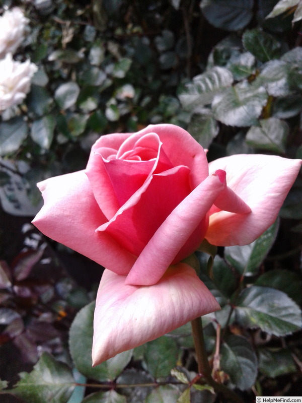 The Manju Rose