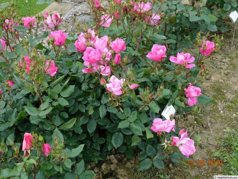 Double Pink Knockout