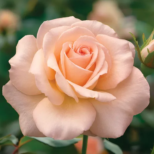 White Delight
