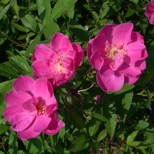 R. Palustris ‘Swamp Rose’
