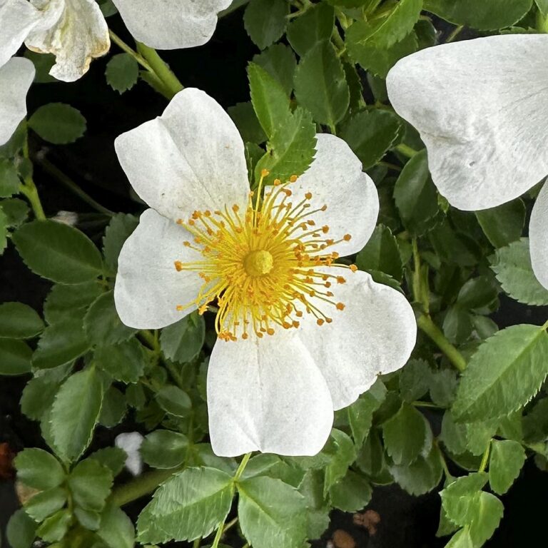 Rosa wichuraiana