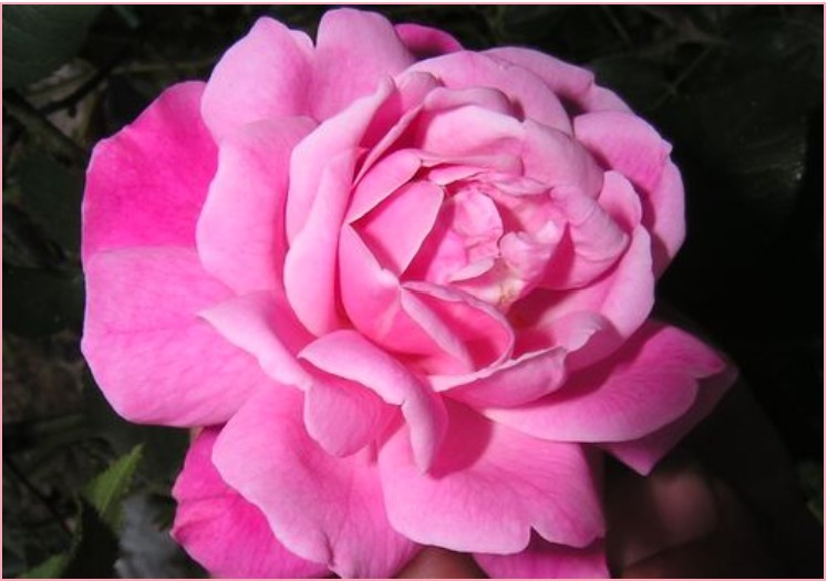 Starnes Cracker Pink