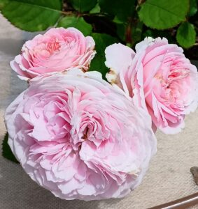 Parfuma® Summer Romance™