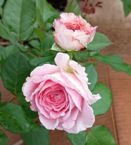 Parfuma® Summer Romance™
