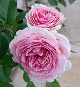 Parfuma® Summer Romance™