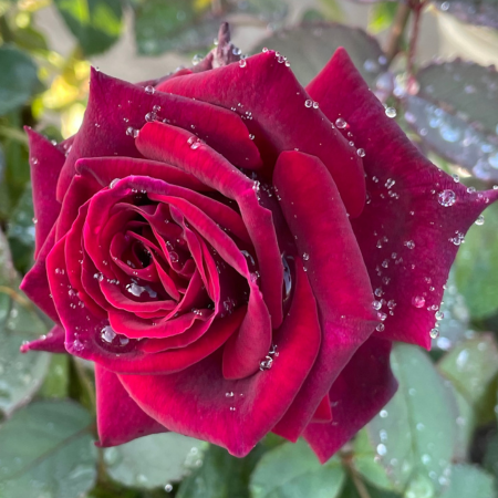 Brindabella Crimson Knight