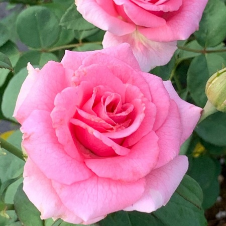 Brindabella Pink Princess