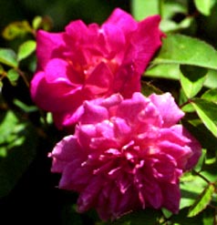 Carnation (Bermuda)