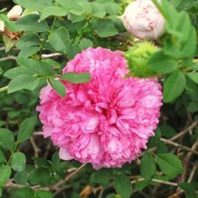 Chestnut Rose (R. roxburghii)