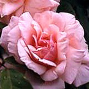 Comtesse Riza du Parc