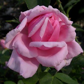 Duchesse d’Alba