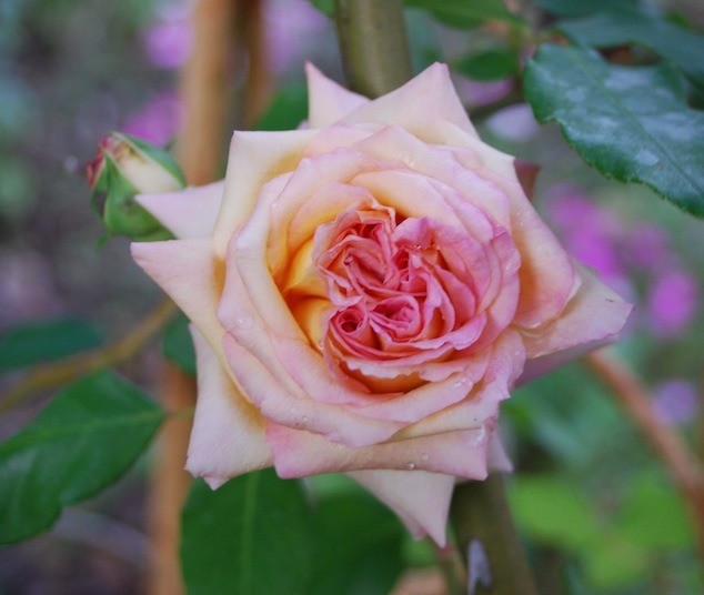E. Veyrat Hermanos