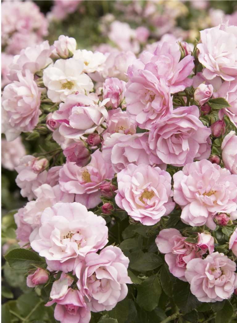 Flower Carpet ® Apple Blossom