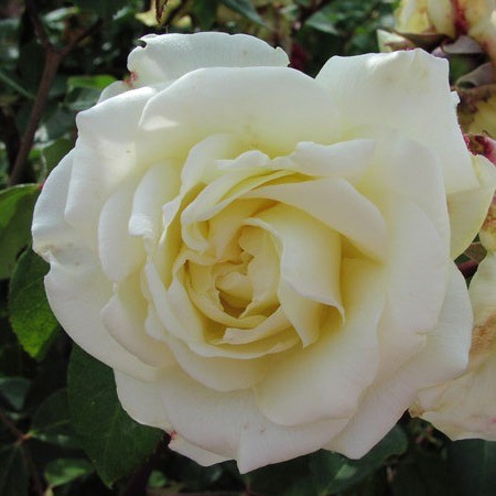 Lady Mary Corry