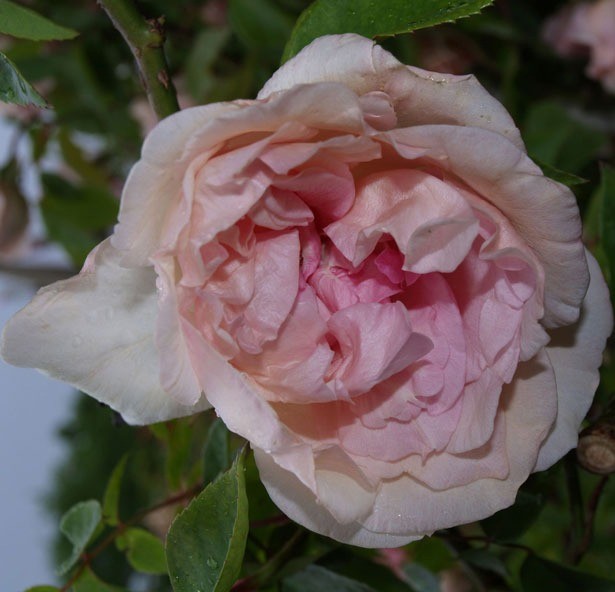 Marie Robert