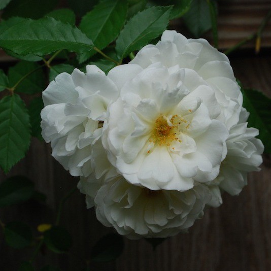 Mary Washington