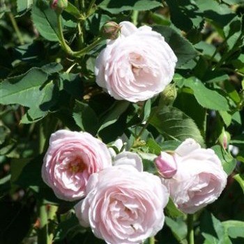 Mlle. Blanche Lafitte
