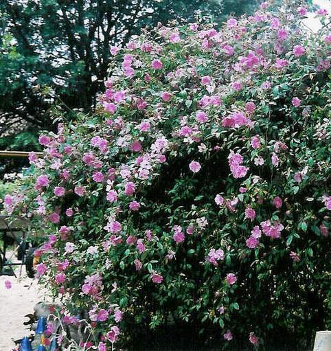R. Palustris ‘Swamp Rose’