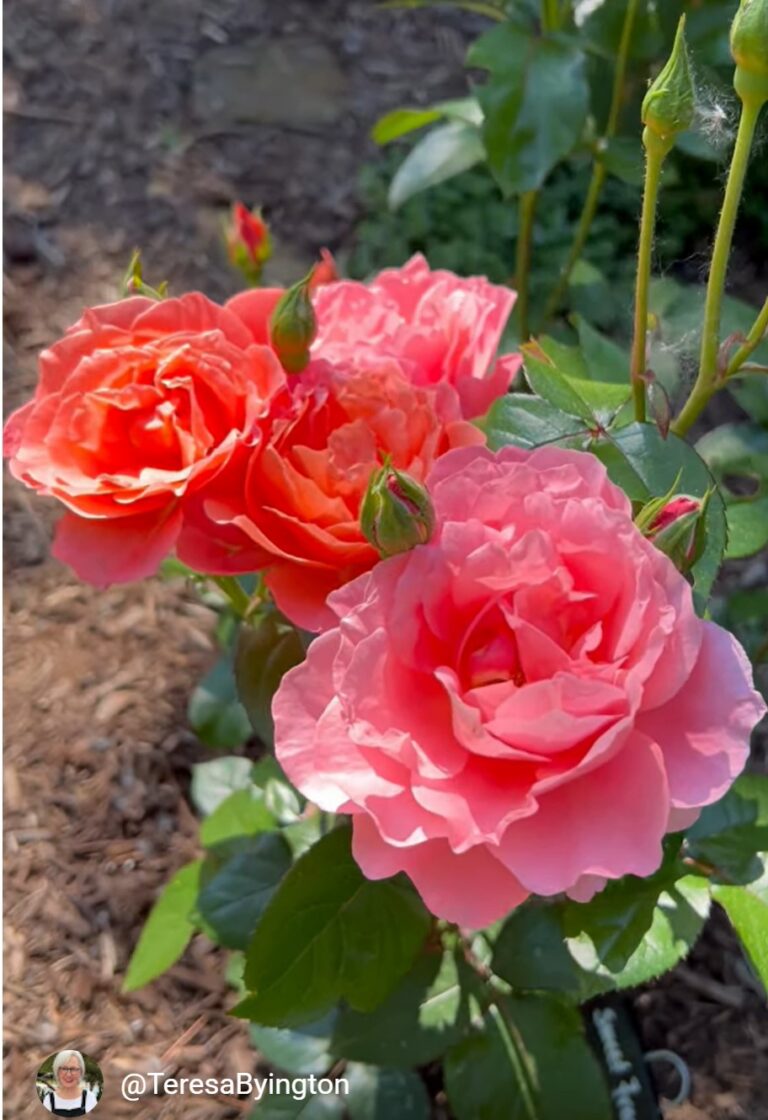 Sweet Fragrance