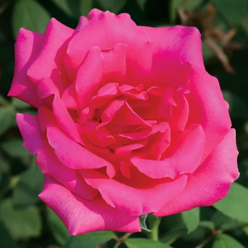 Astounding Glory