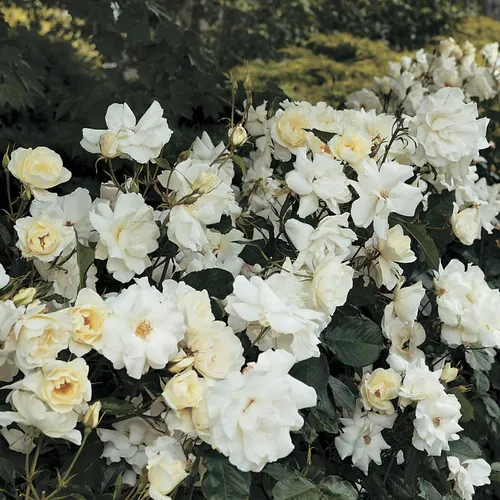 White Simplicity ®