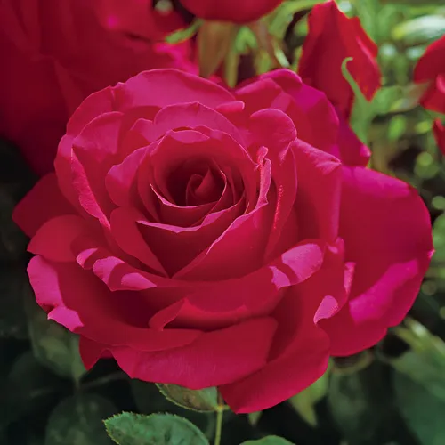 Voluptuous!