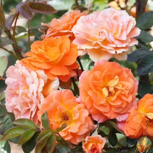 Tangerine Flames