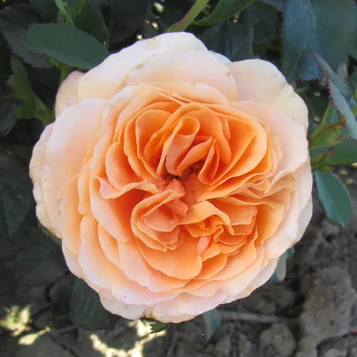 Double Easy Orange