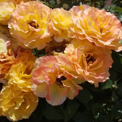 Ruffled Romance