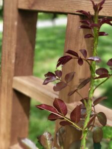 Arborose® Florentina™