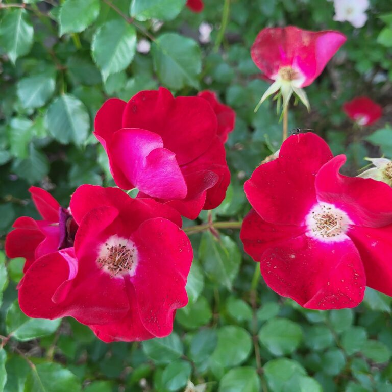 Friendly® Red