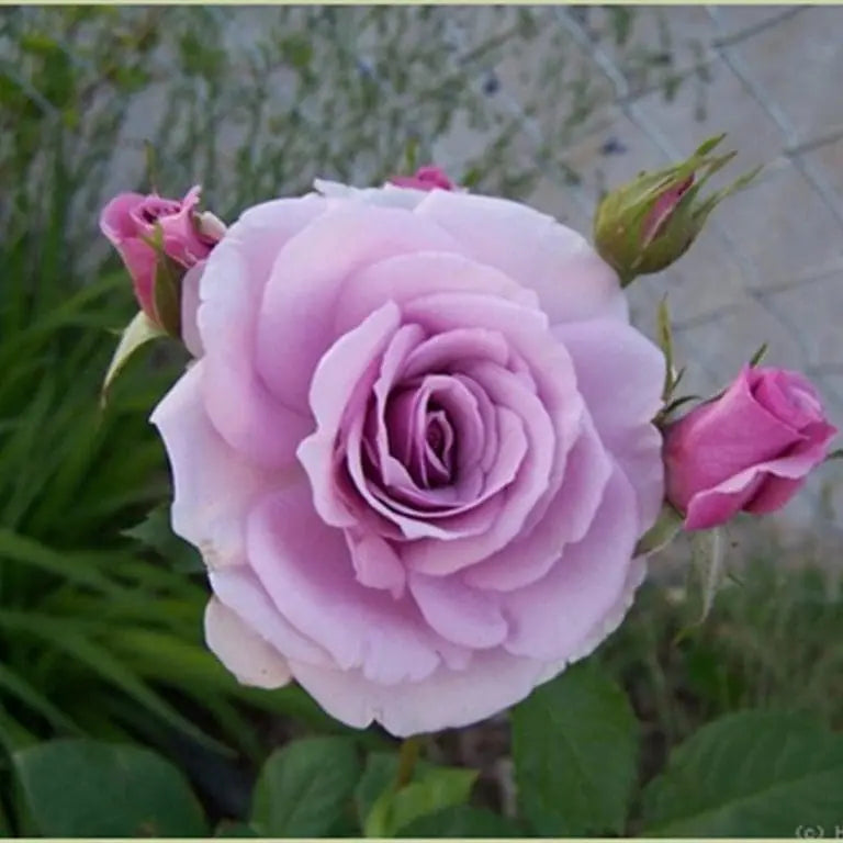 Fragrant Lavender Simplicity®