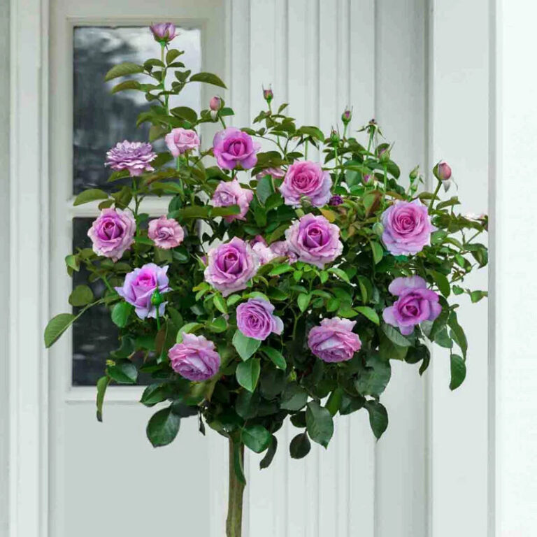 Violet’s Pride ™ Tree