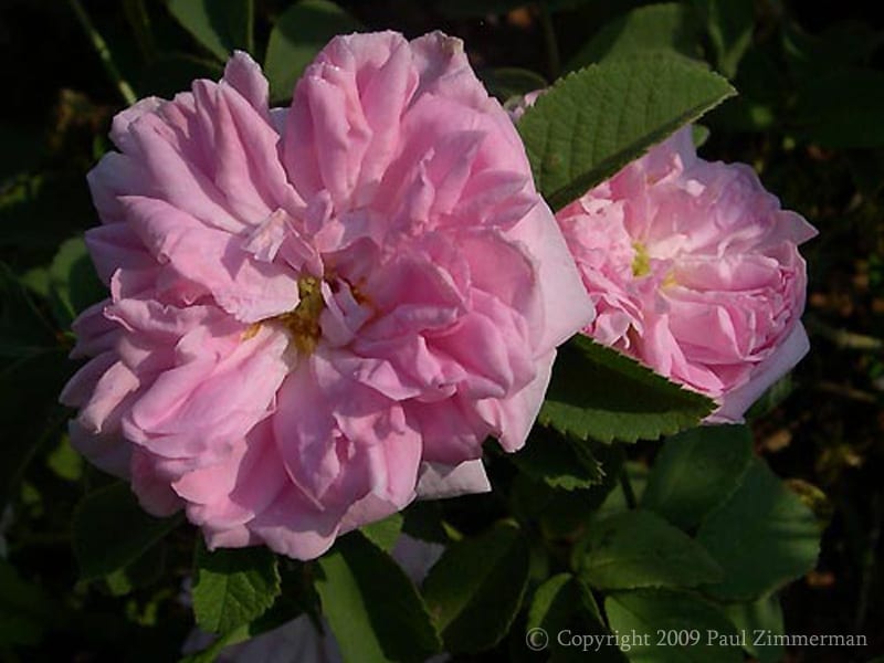 Agatha Incarnata