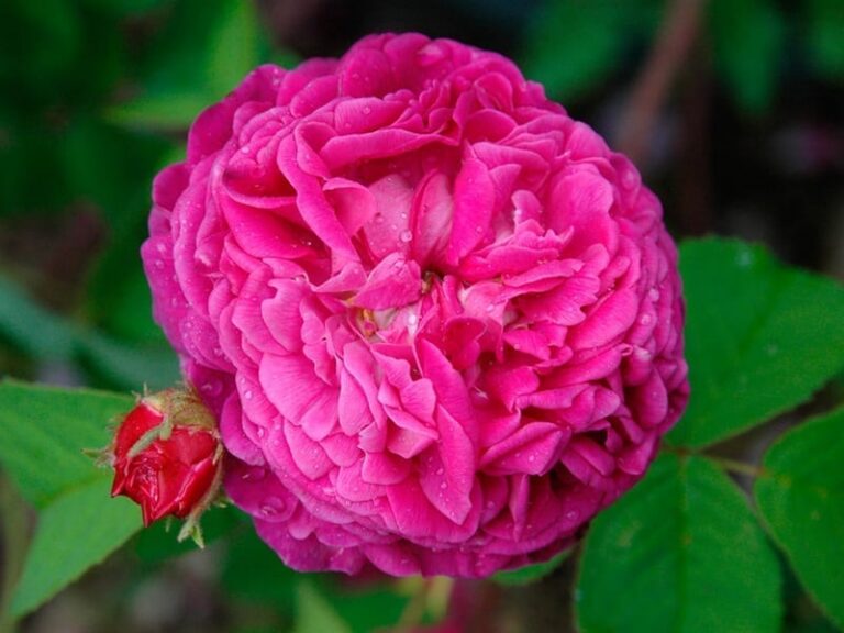 Aimable Rouge