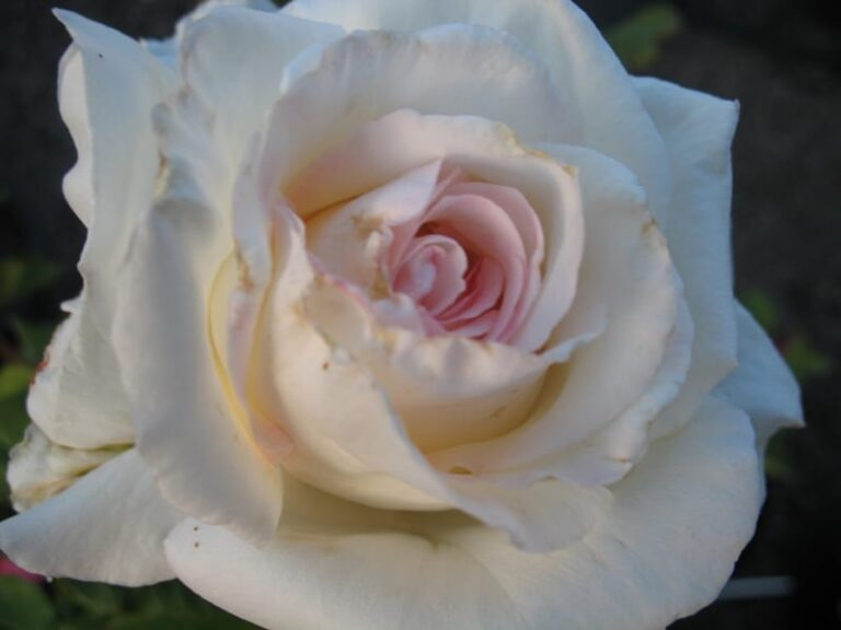 Atomic White