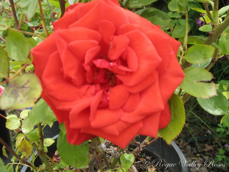Baccara