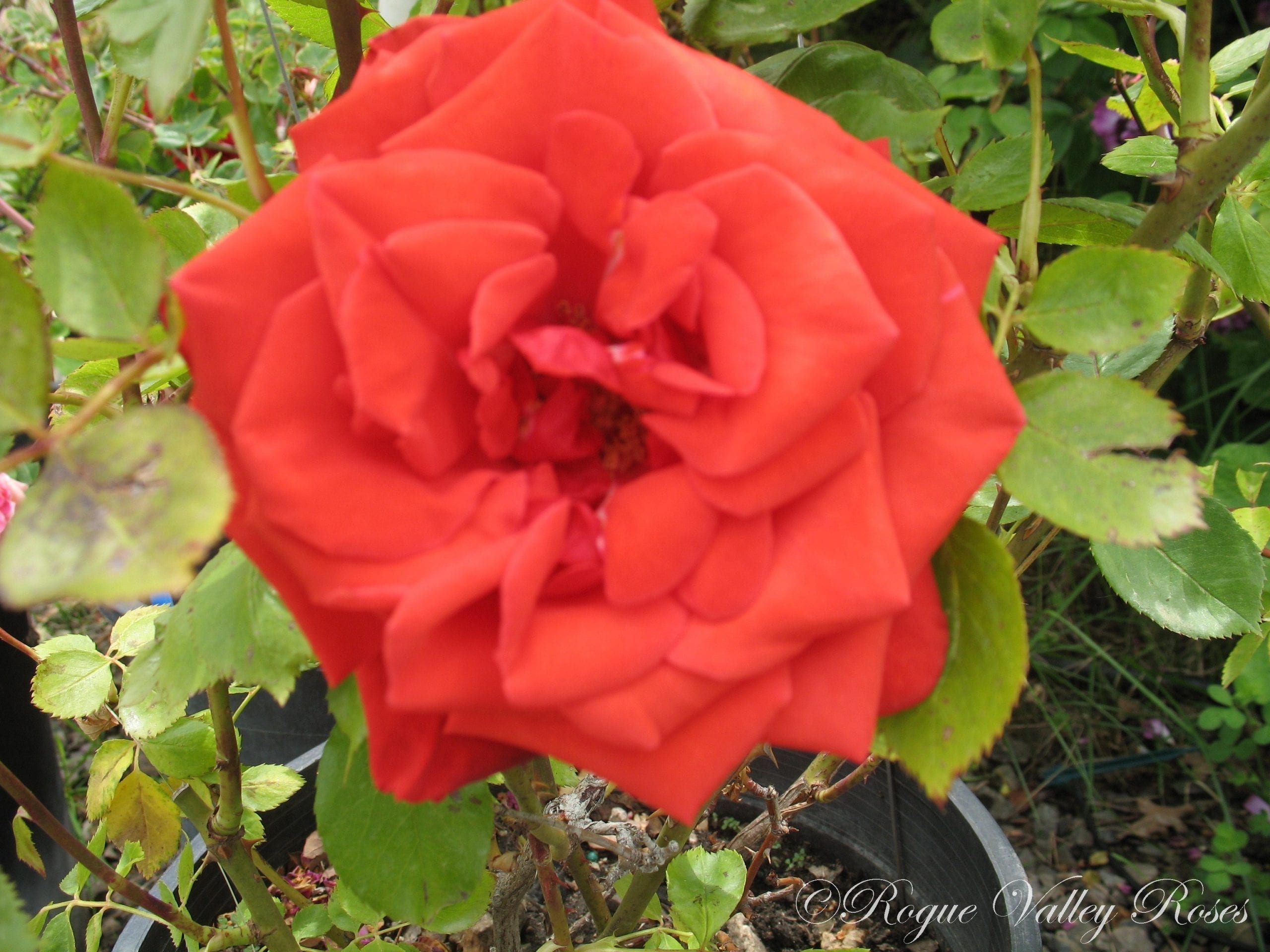 Baccara