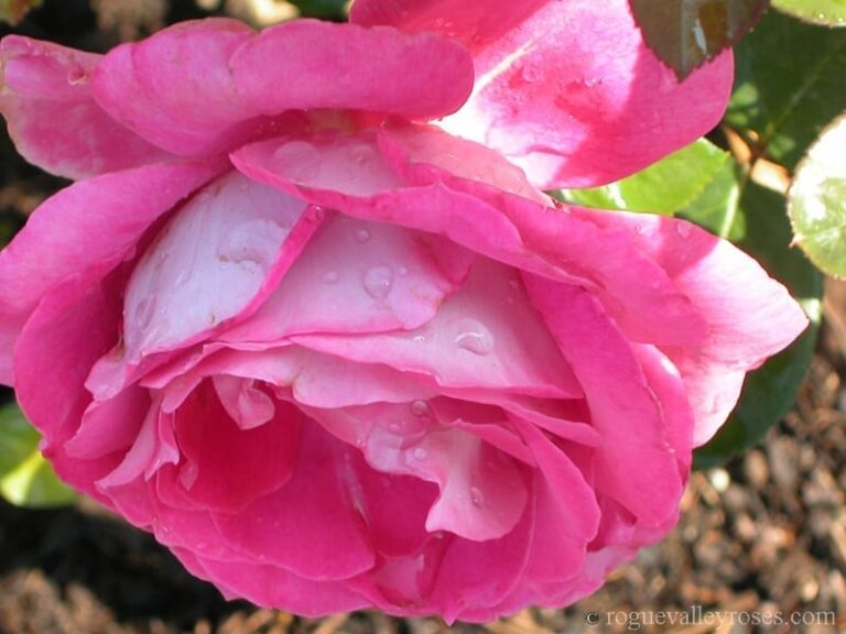 Baronne Edmund de Rothschild