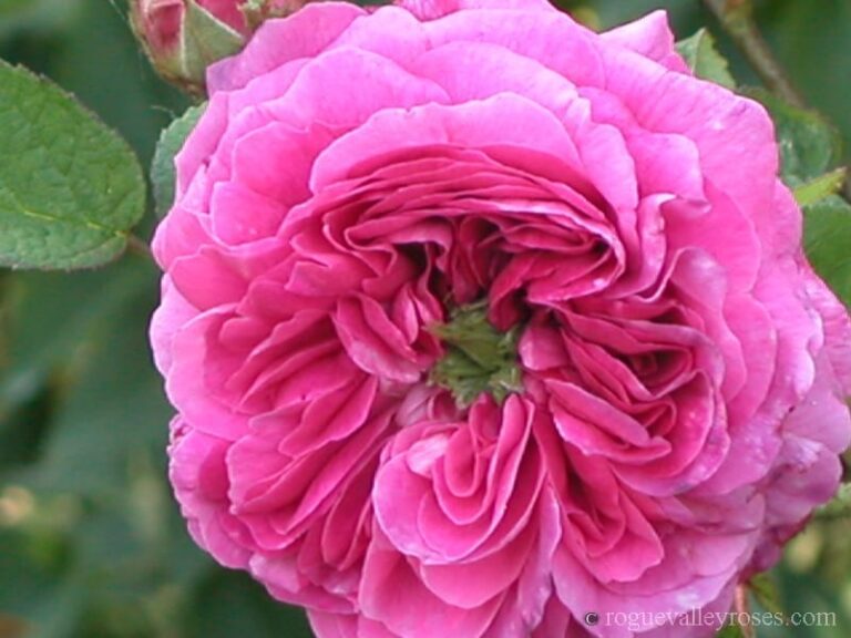 Belle Herminie