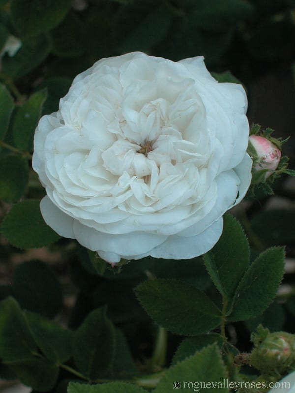 Blanche Moreau