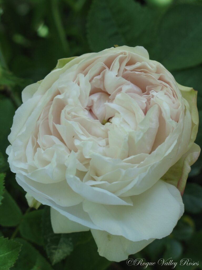 Blanchefleur