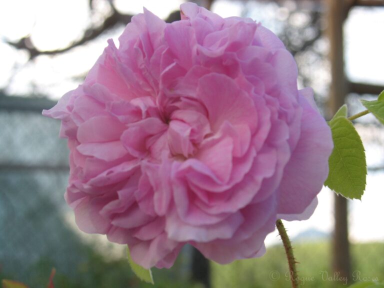 Blush Hip
