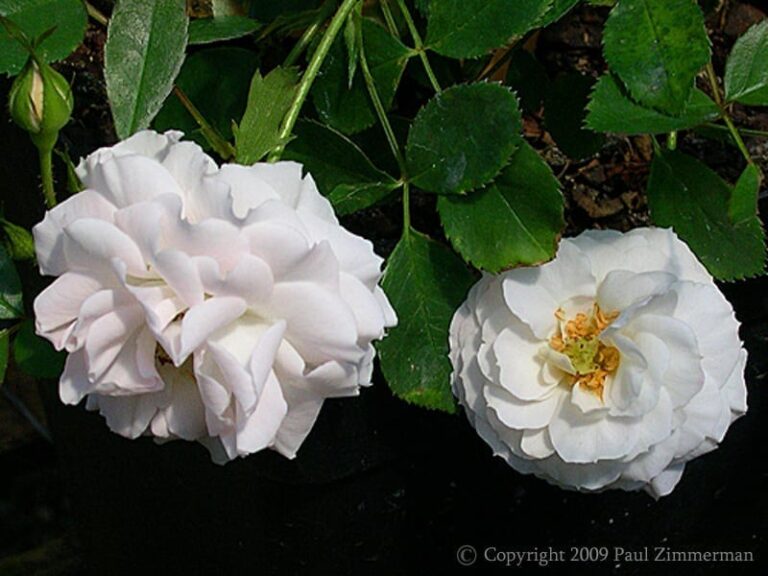 Bordure Blanche