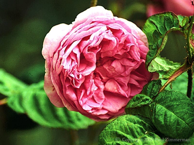 Bullata