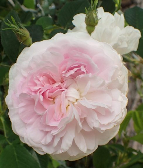 Chloris