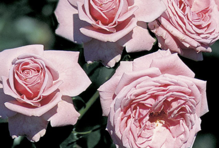 Coral Dawn®