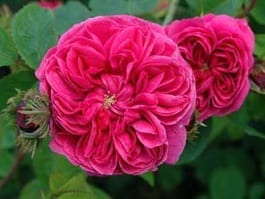 Crested Damask™