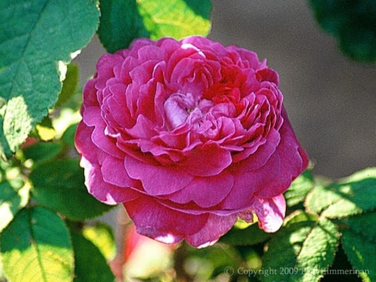 Crimson Globe