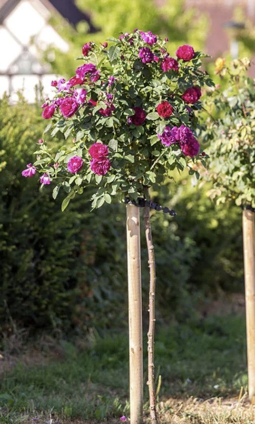 Darcey Bussell® (AUSdecorum) Tree